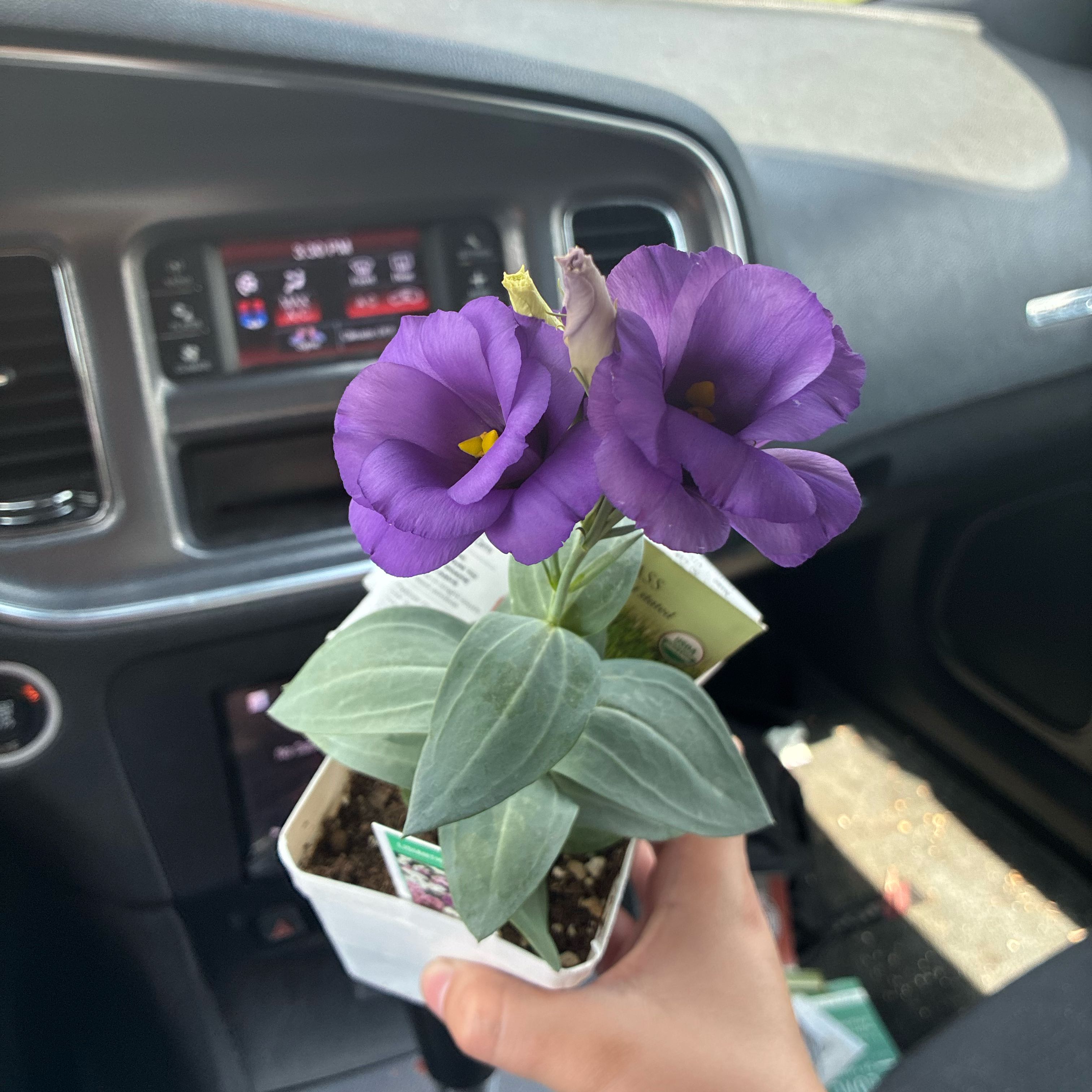 Photo of the plant species Showy Prairie Gentian by @AbleNeslia41 named Rainier on Greg, the plant care app