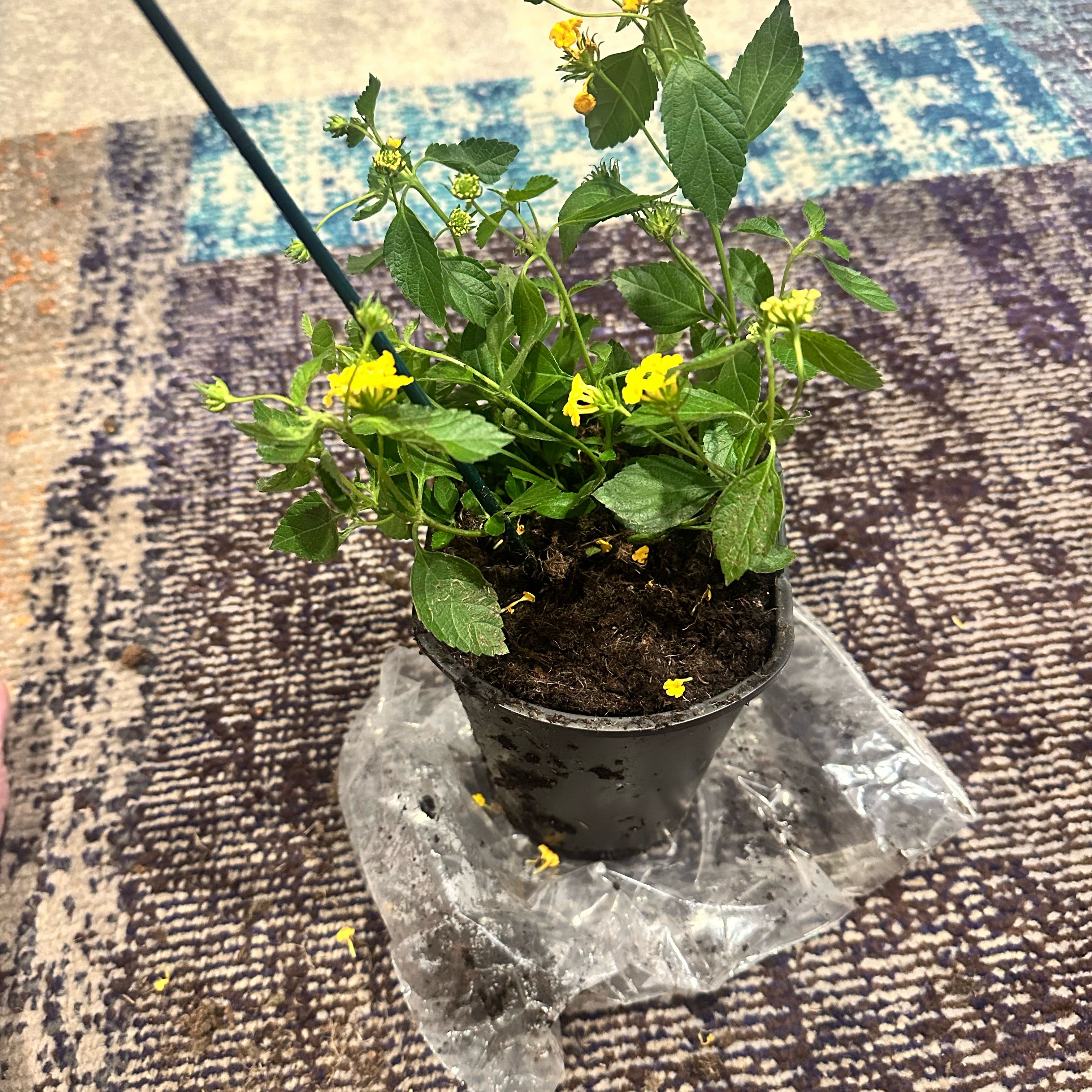 Photo of the plant species Lantana by @HappyLantana27 named Terra on Greg, the plant care app