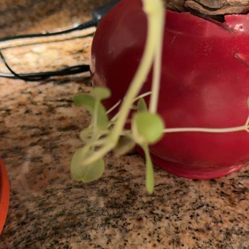 Photo of the plant species Caper by @YardYuzutree96 named Bella on Greg, the plant care app