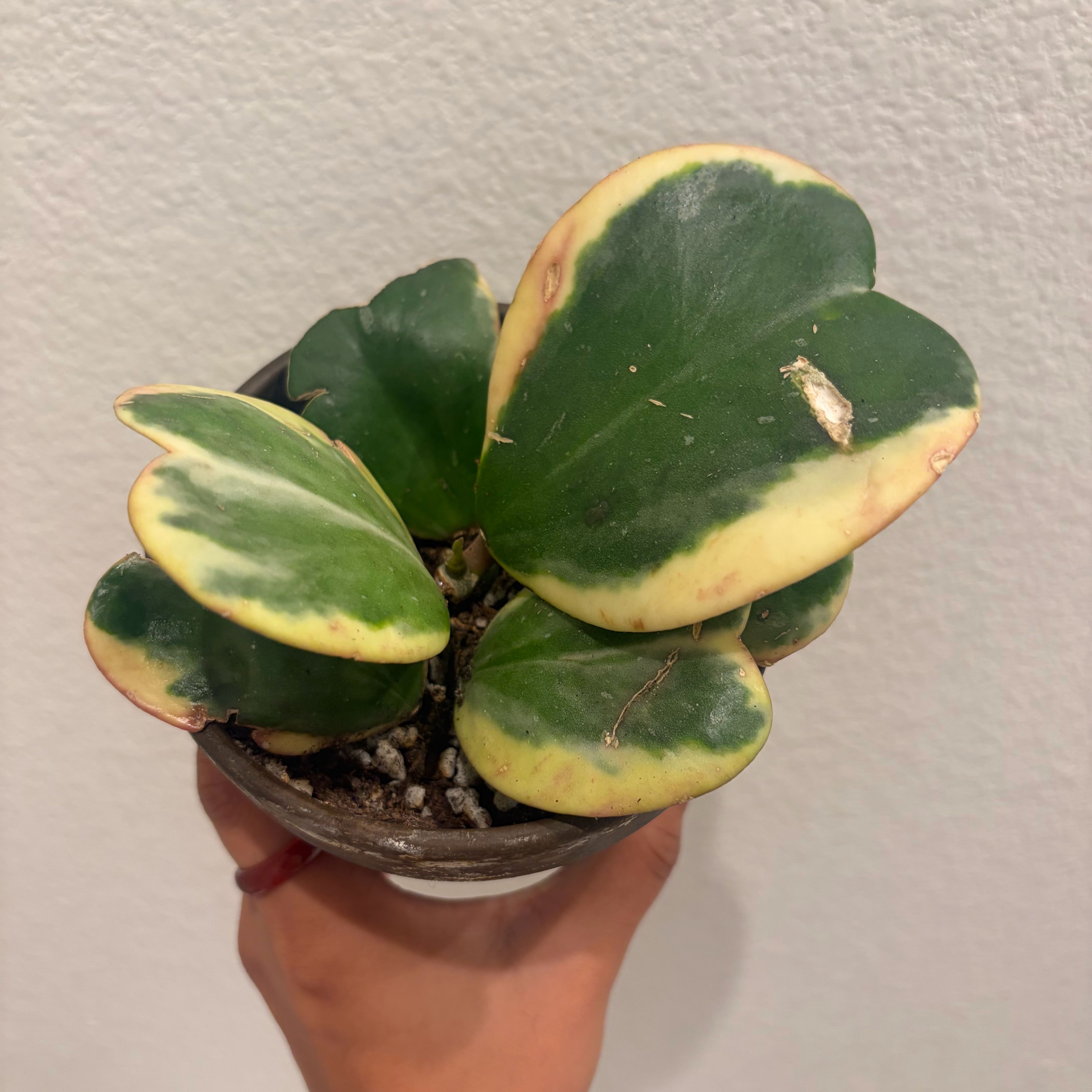 Photo of the plant species Variegated Heart Leaf Hoya by @swaggye named Kerrii Albi on Greg, the plant care app