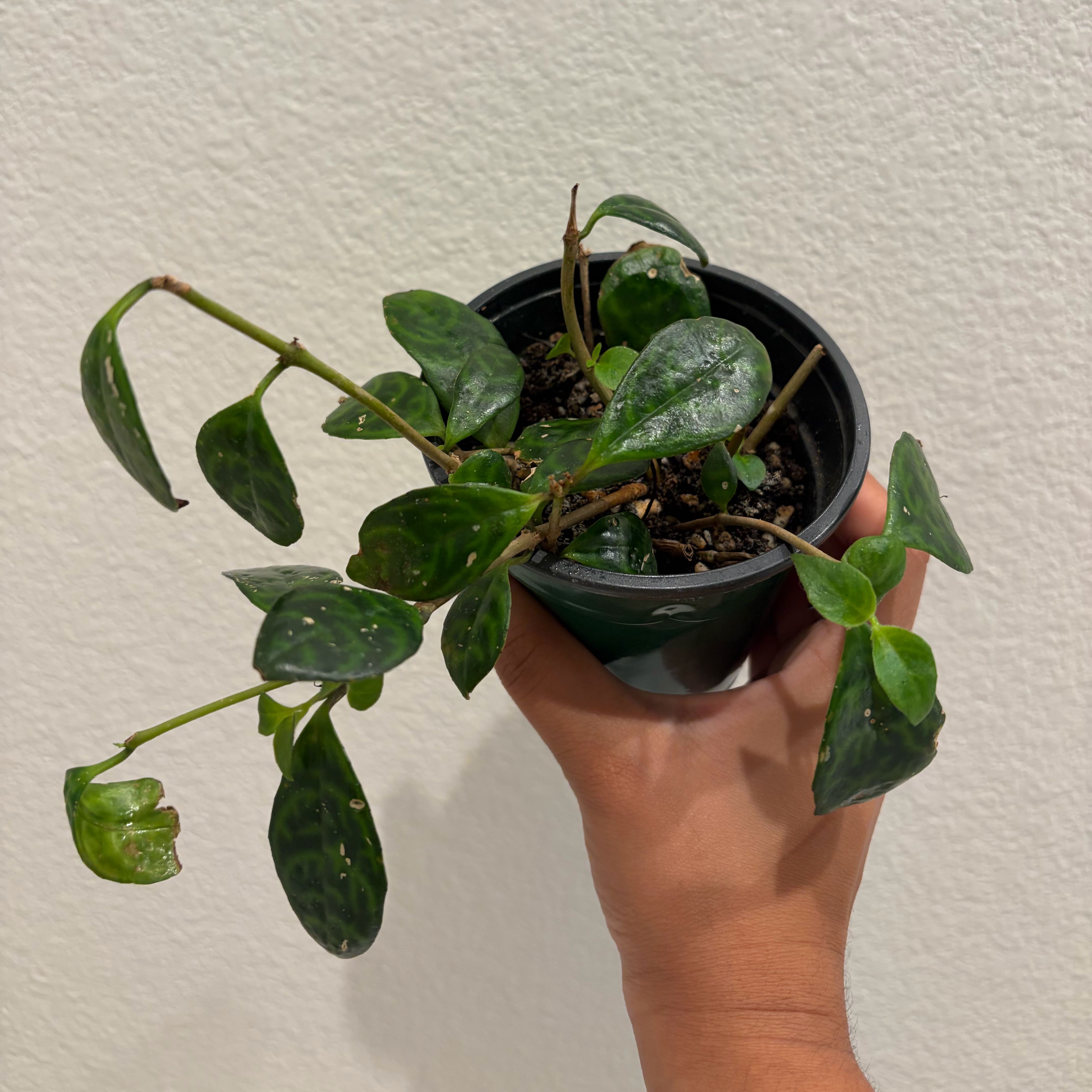 Photo of the plant species Lipstick Plant by @swaggye named Kylie on Greg, the plant care app