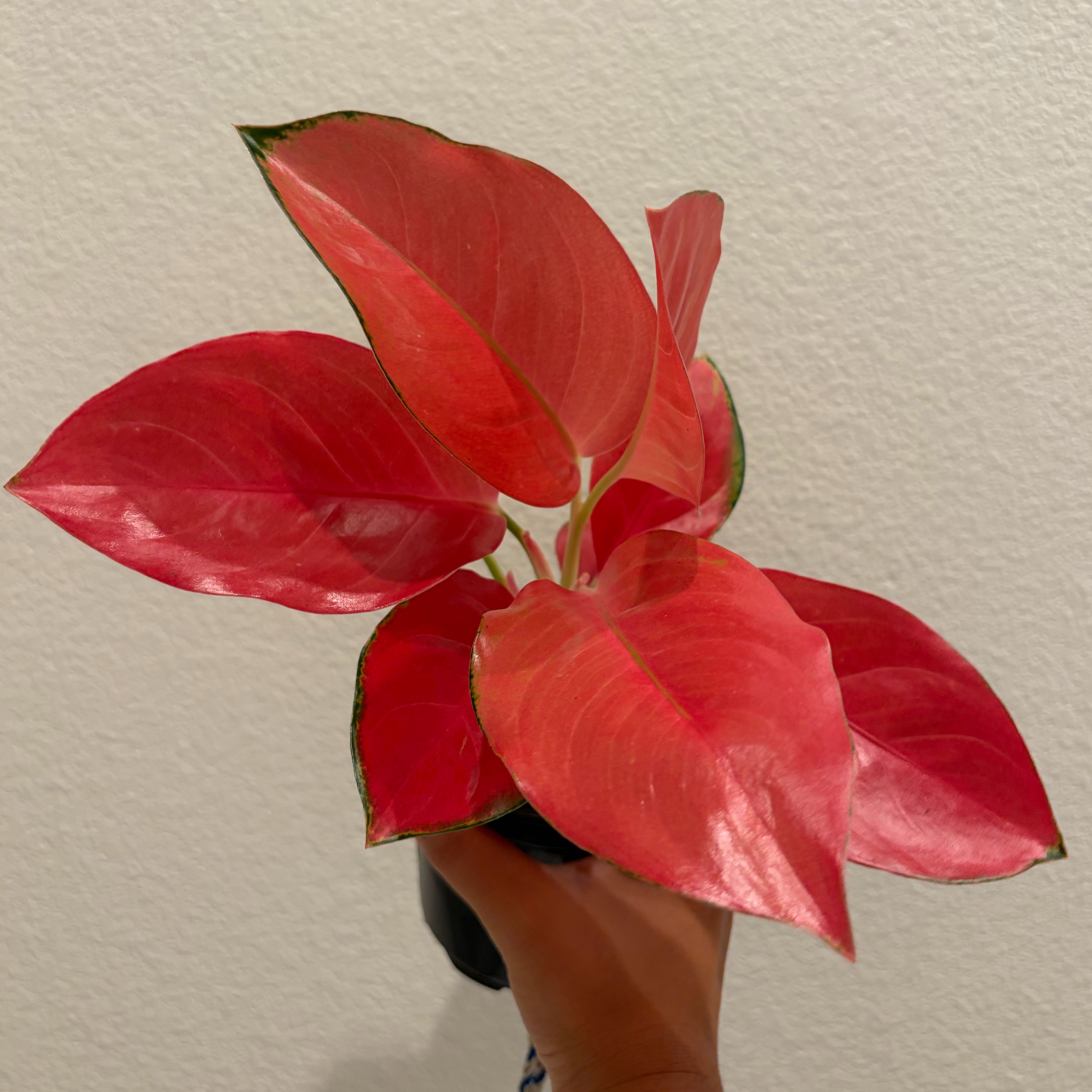 Photo of the plant species Aglaonema 'China Red' by @swaggye named Beckham on Greg, the plant care app