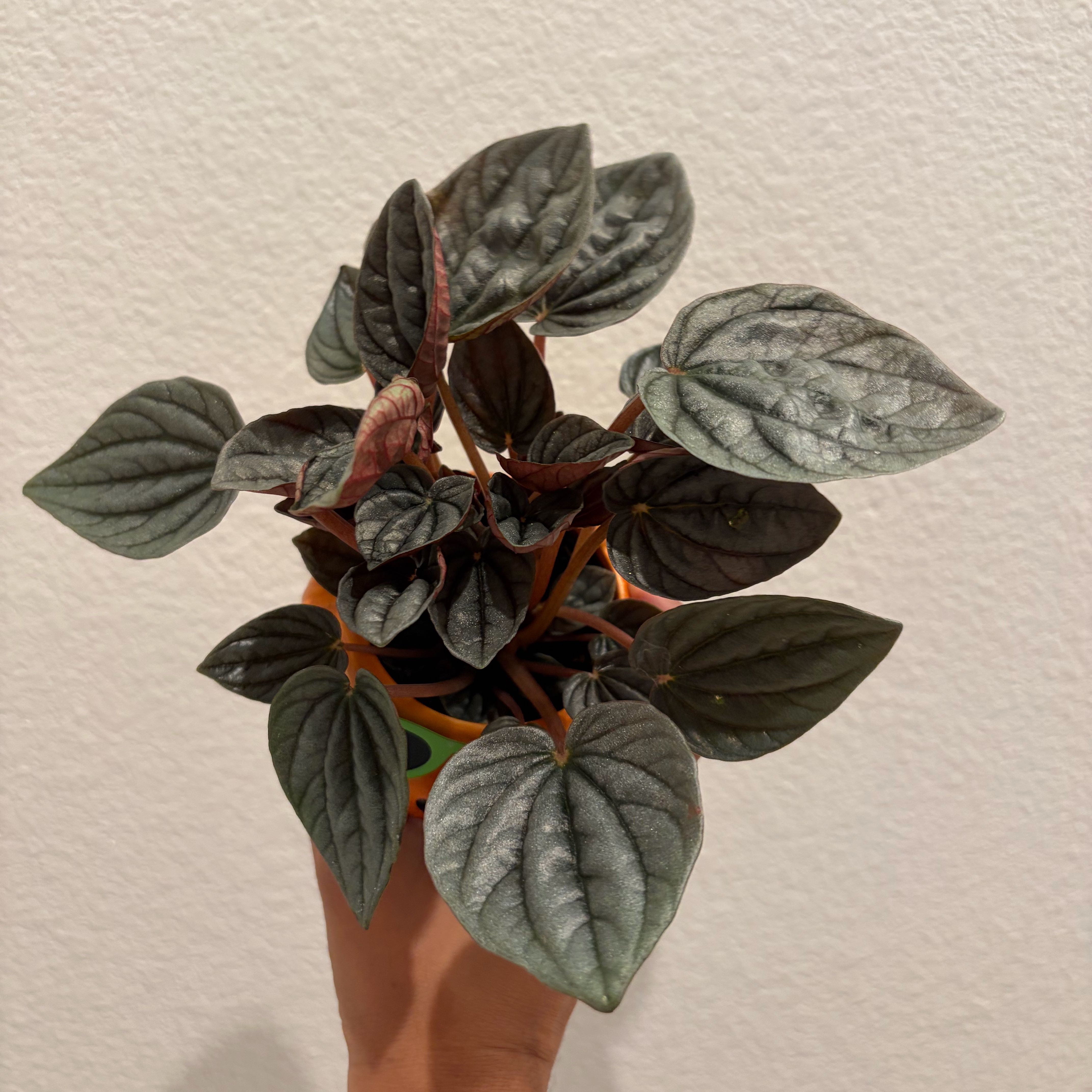 Photo of the plant species Silver Ripple Peperomia by @swaggye named Remington on Greg, the plant care app