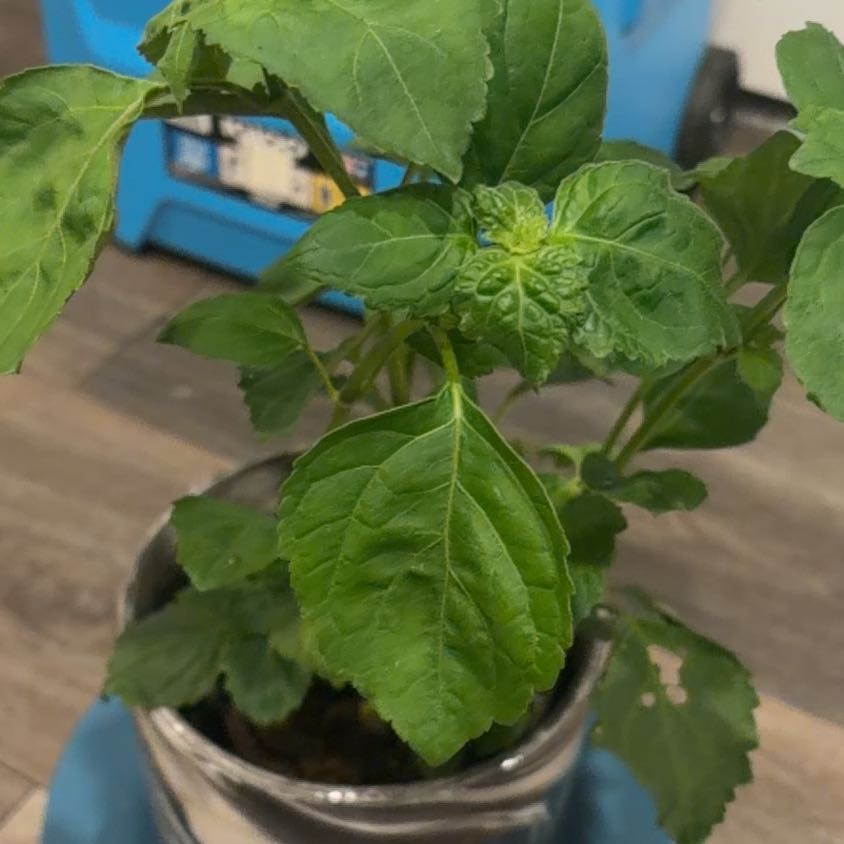 Photo of the plant species Patchouli by @YardMakura69 named Sherlock on Greg, the plant care app