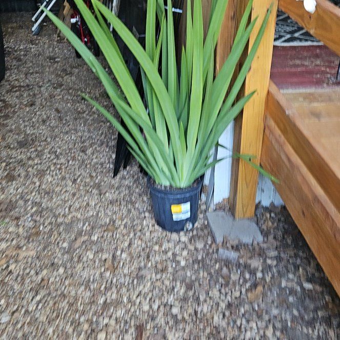 Photo of the plant species Blackberry Lily by @SultryBroom76 named Treeyoncé on Greg, the plant care app