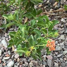 Photo of the plant species Lantana by @AceMexico25 named Lebron on Greg, the plant care app