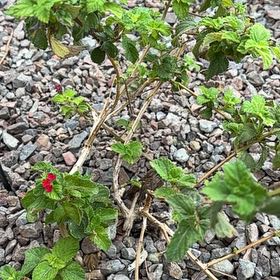 Photo of the plant species Purple Lantana by @AceMexico25 named Khaleesi on Greg, the plant care app