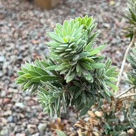 Photo of the plant species Spurge by @AceMexico25 named Marley on Greg, the plant care app
