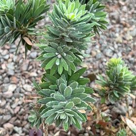 Photo of the plant species Spurge by @AceMexico25 named Zion on Greg, the plant care app