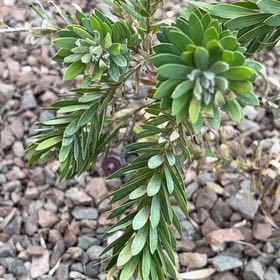 Photo of the plant species Spurge by @AceMexico25 named Dax on Greg, the plant care app