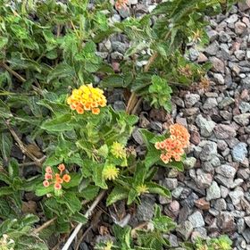 Photo of the plant species Lantana by @AceMexico25 named Hemingway on Greg, the plant care app
