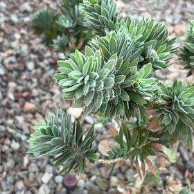 Photo of the plant species Spurge by @AceMexico25 named Scarlett on Greg, the plant care app