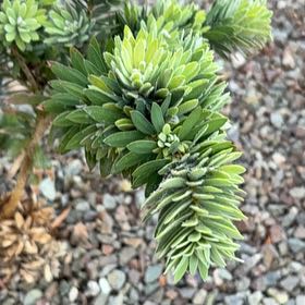 Photo of the plant species Spurge by @AceMexico25 named Rosa on Greg, the plant care app