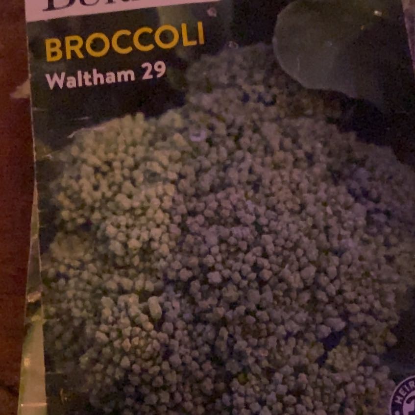 Photo of the plant species Broccoli by @PetBarley65 named Anne on Greg, the plant care app