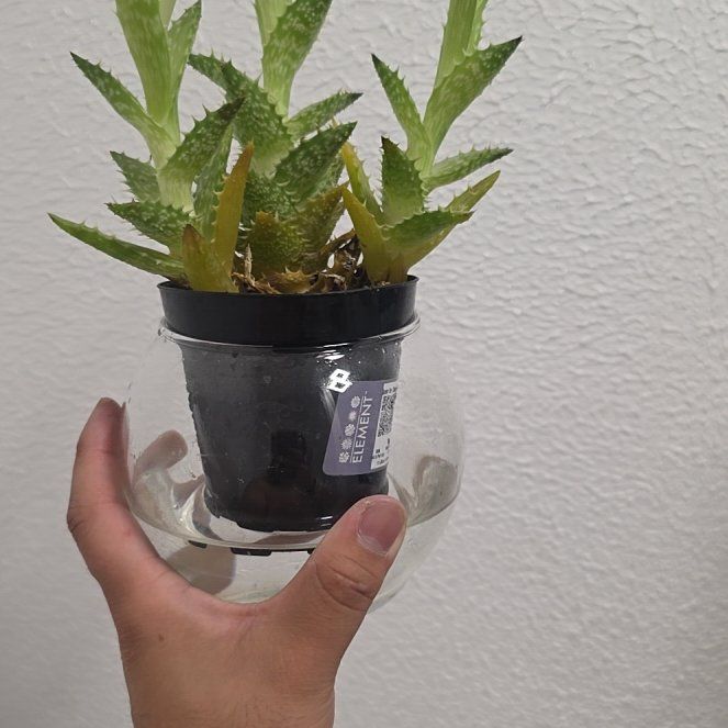 Photo of the plant species Aloe zanzibarica by @DotingAchiote37 named Ommelette on Greg, the plant care app