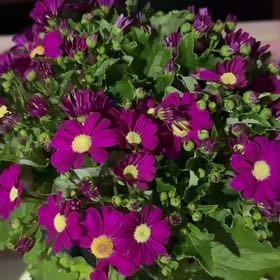 Photo of the plant species Giant Crego Aster by @BigGreenice53 named Penelope on Greg, the plant care app