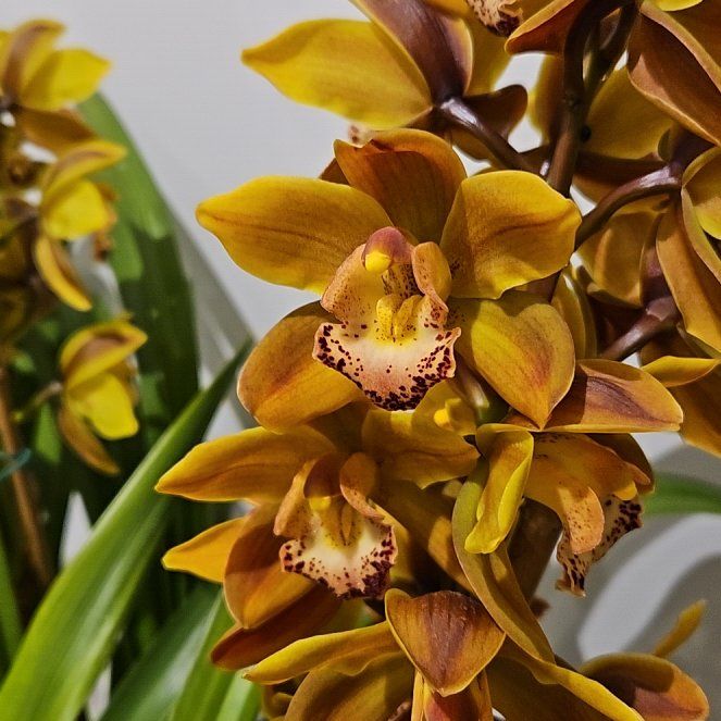 Photo of the plant species Cymbidium Orchid 'Hesperia' by @RomanticPotato named Queen on Greg, the plant care app