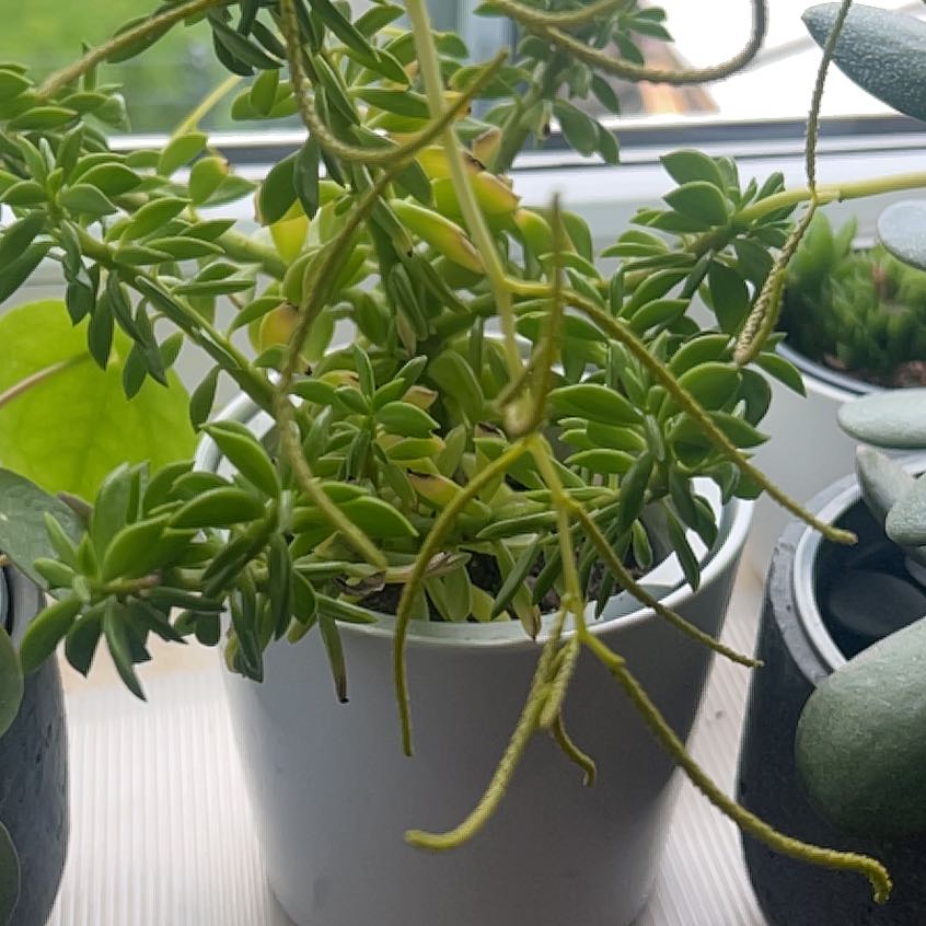 Photo of the plant species Taco Plant by @LordRosemoss23 named Sanders on Greg, the plant care app