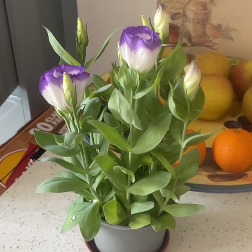 Photo of the plant species Showy Prairie Gentian by @PrimalPinoak53 named Zeus on Greg, the plant care app