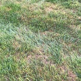 Photo of the plant species Smooth Meadowgrass by @RadCowshorn28 named Gates on Greg, the plant care app