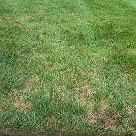 Photo of the plant species Smooth Meadowgrass by @RadCowshorn28 named Foxxy on Greg, the plant care app