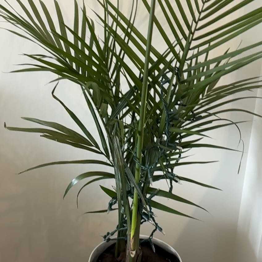 Photo of the plant species Syagrus Romanzoffiana by @GemHoyabella64 named Dolores on Greg, the plant care app
