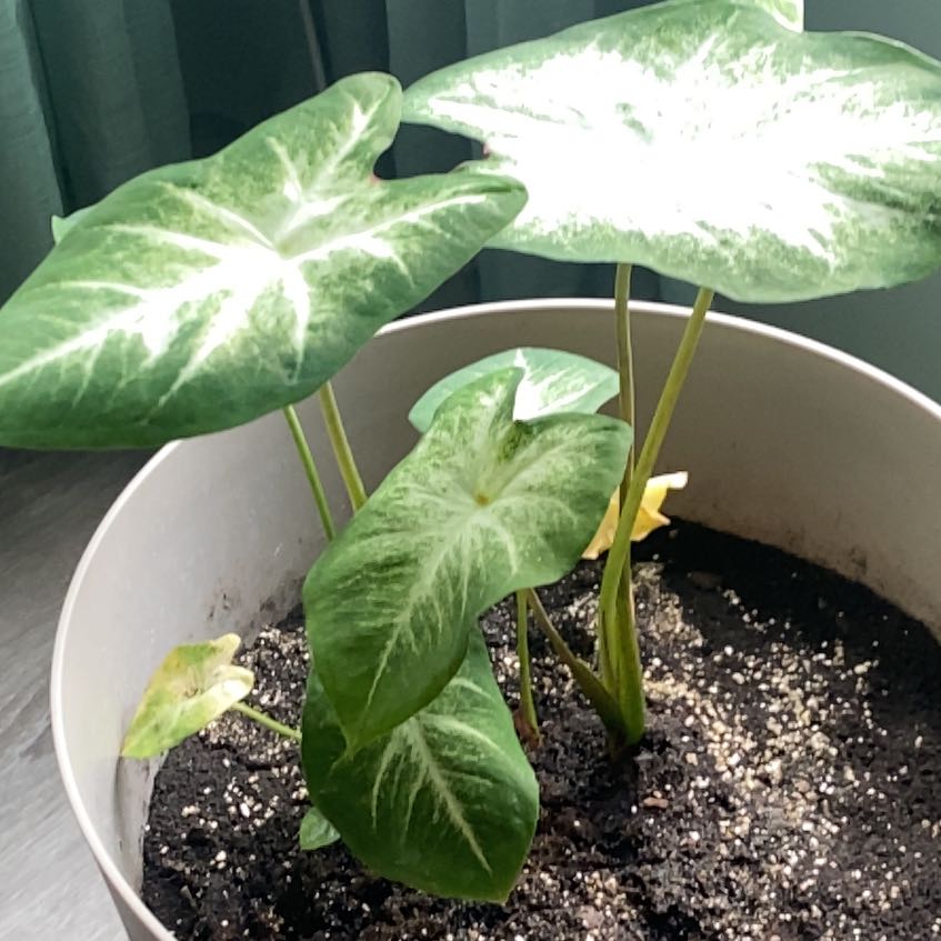 Photo of the plant species Caladium White Wonder by @PoetSedum79 named Rihanna on Greg, the plant care app