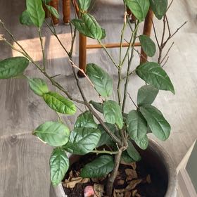 Photo of the plant species Key Lime Tree by @PoetSedum79 named Orlando Bloom on Greg, the plant care app