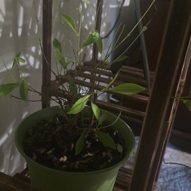 Photo of the plant species Eastern Baccharis by @YesGrass94 named Marilyn on Greg, the plant care app