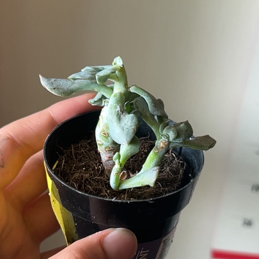 Photo of the plant species Echeveria 'Cubic Frost™' by @RadAgboy31 named Mochi on Greg, the plant care app