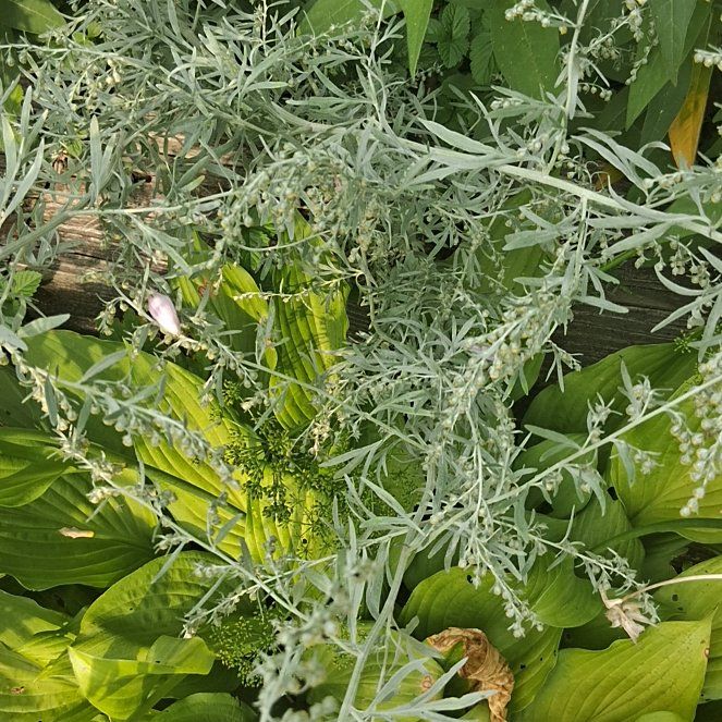 Photo of the plant species Absinth Sagewort by @SuperAlbo55 named Spike Leaves on Greg, the plant care app
