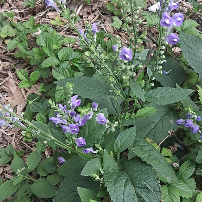 Photo of the plant species Baptisia Australis by @SuperAlbo55 named Walt on Greg, the plant care app