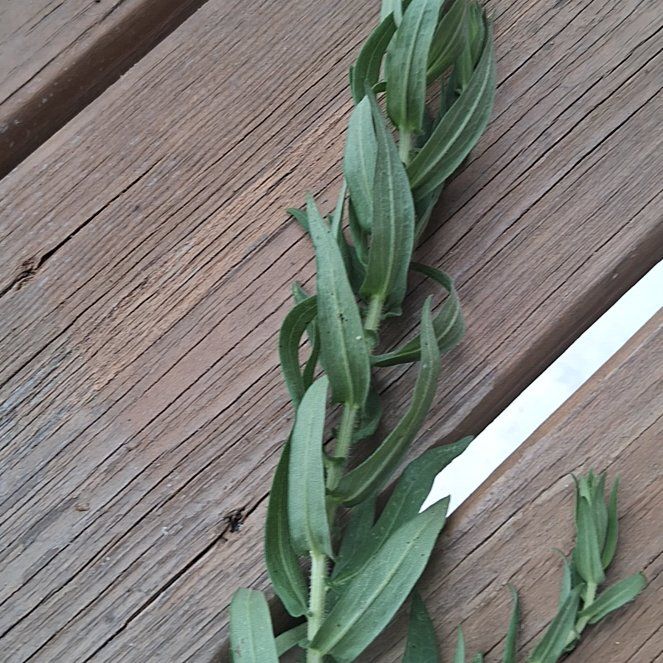 Photo of the plant species Common Evening-Primrose by @SuperAlbo55 named Girlfrond on Greg, the plant care app