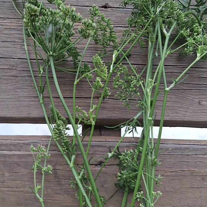 Photo of the plant species Dill by @SuperAlbo55 named Miley on Greg, the plant care app
