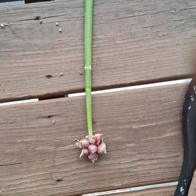 Photo of the plant species Crow Garlic by @SuperAlbo55 named Gregarious on Greg, the plant care app