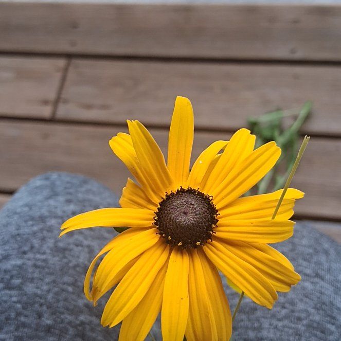 Photo of the plant species Blackeyed Susan by @SuperAlbo55 named Nithin on Greg, the plant care app