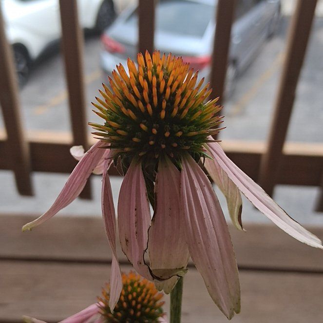 Photo of the plant species Purple Coneflower by @SuperAlbo55 named Austen on Greg, the plant care app