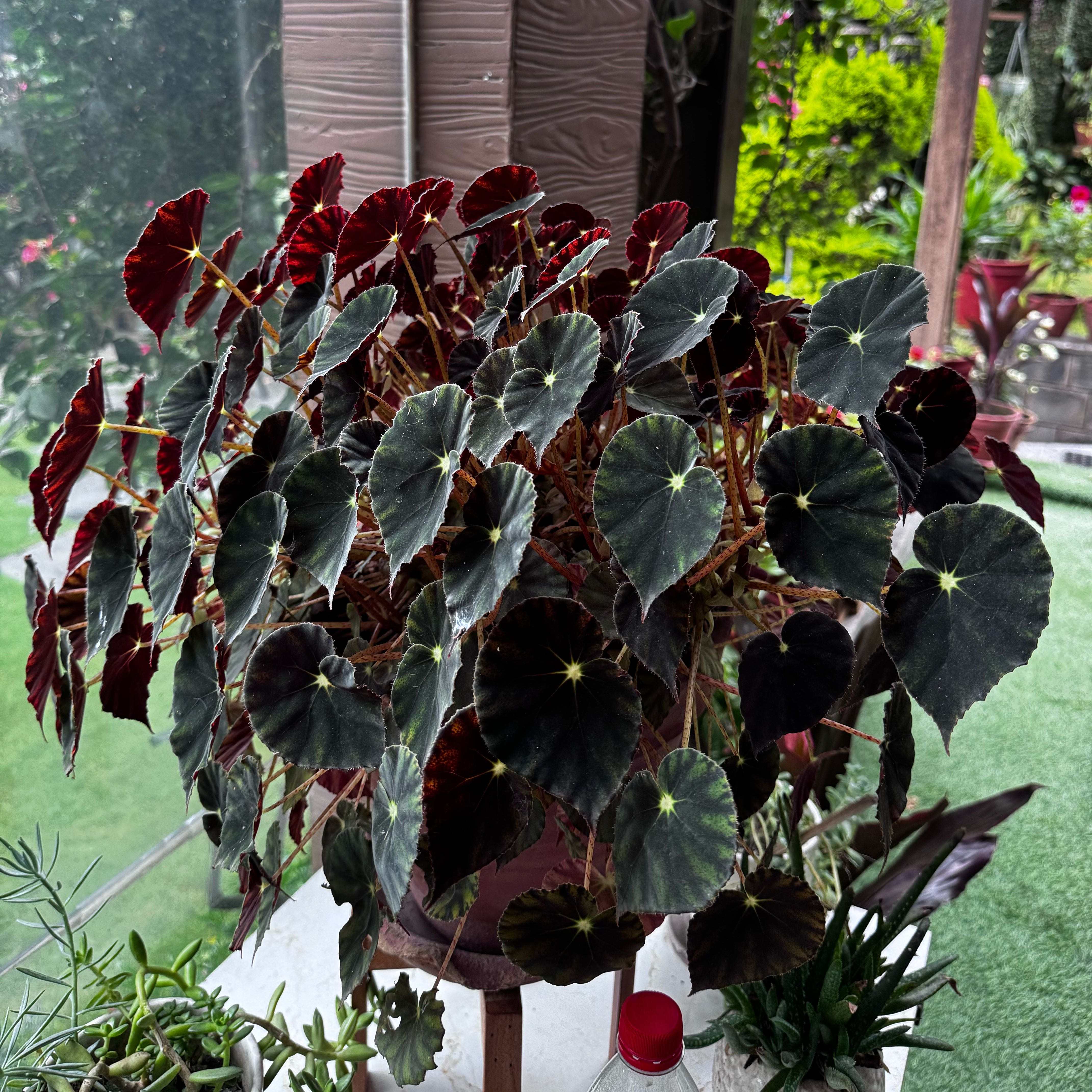 Photo of the plant species Beefsteak Begonia by @VividChia0 named Emerson on Greg, the plant care app