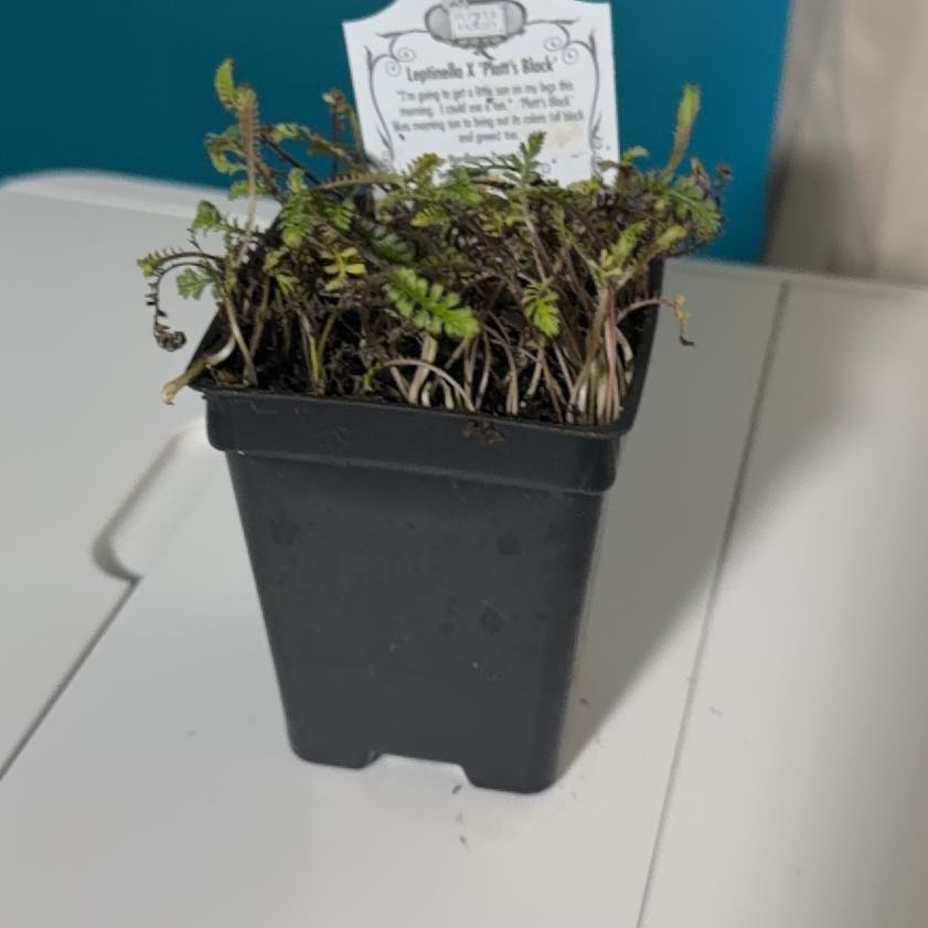 Photo of the plant species Leptinella 'Platt's Black' by @SassyFilbert51 named Fae on Greg, the plant care app