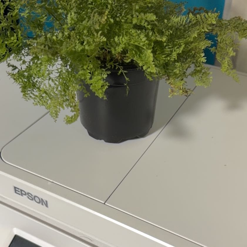 Photo of the plant species Cotton Candy Fern by @SassyFilbert51 named Candy on Greg, the plant care app