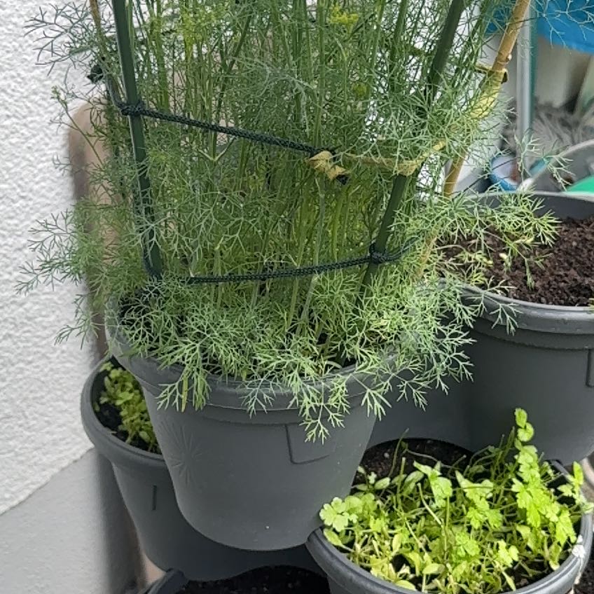 Photo of the plant species Dill by @SturdyTarbush85 named Dolores on Greg, the plant care app