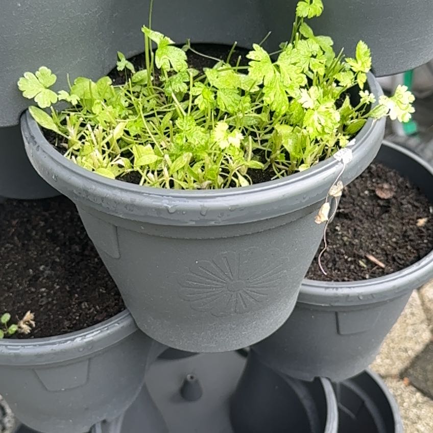 Photo of the plant species Common Chickweed by @SturdyTarbush85 named Robert Plant on Greg, the plant care app