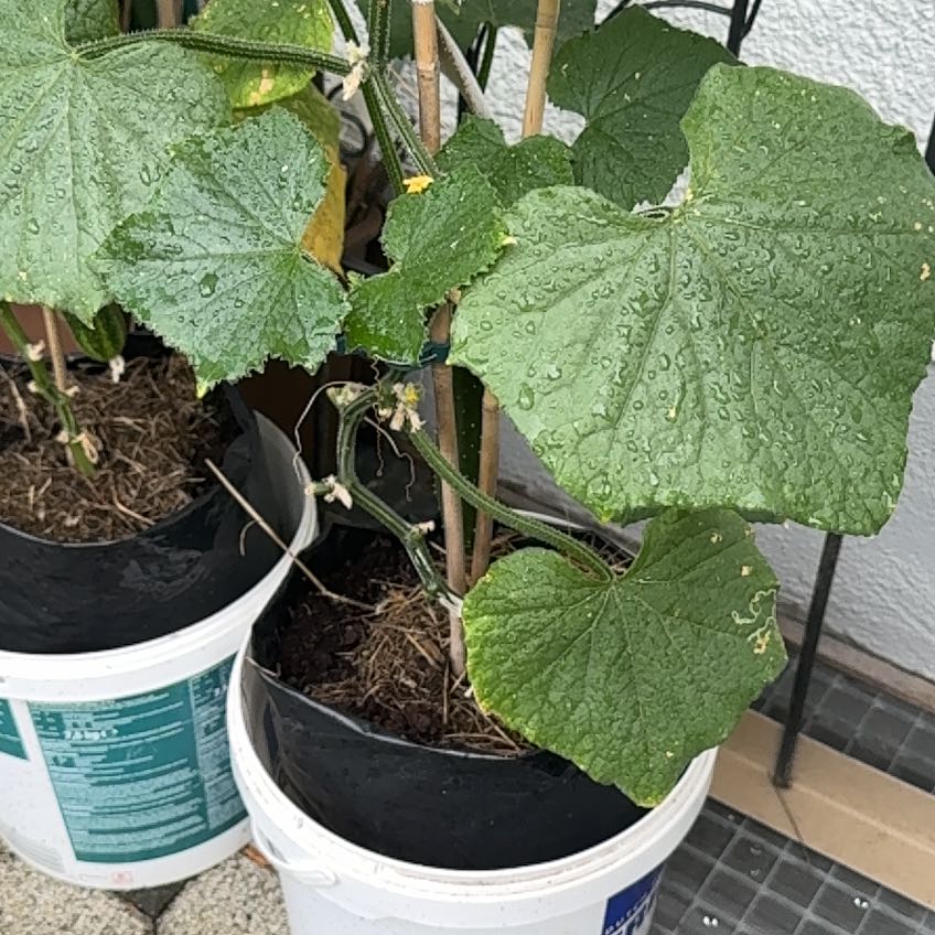 Photo of the plant species Cucumber by @SturdyTarbush85 named Sage on Greg, the plant care app