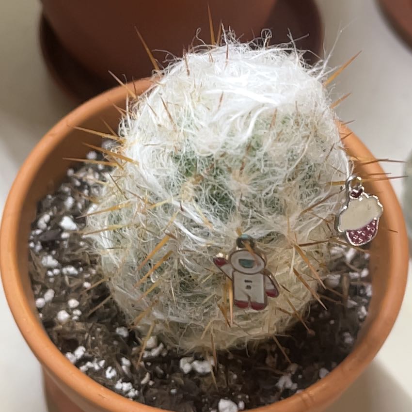 Photo of the plant species White Column Foxtail Cactus by @BackupKatsura99 named Spider on Greg, the plant care app
