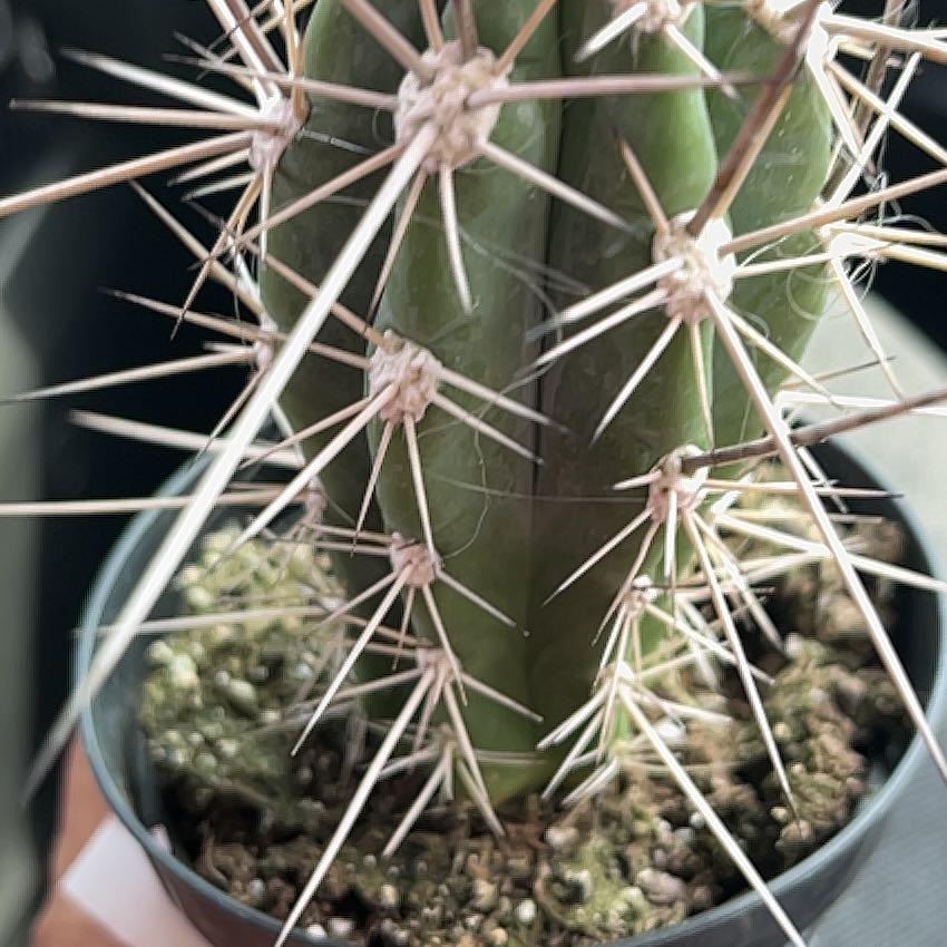 Photo of the plant species Toothpick Cactus by @BackupKatsura99 named Spike on Greg, the plant care app