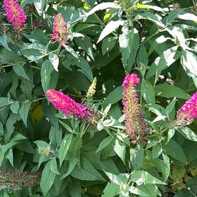 Photo of the plant species Orange Eye Butterflybush by @FitTawapou87 named Zeus on Greg, the plant care app