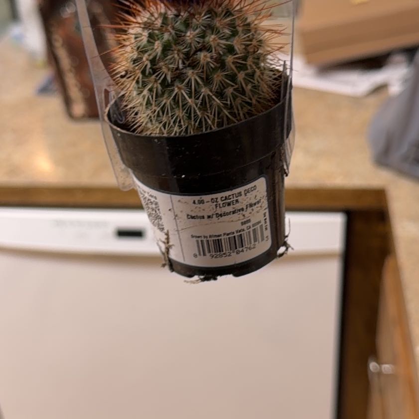 Photo of the plant species Cactus by @VipSucc86 named Fernie Mercury on Greg, the plant care app