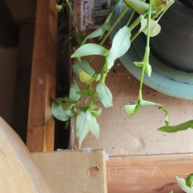 Photo of the plant species Asiatic Dayflower by @SilkenAlbo38 named da Vinci on Greg, the plant care app