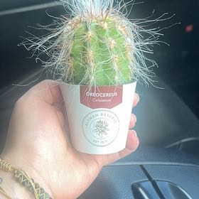 Photo of the plant species Old Man of the Andes by @AdeptOakmoss63 named Curie on Greg, the plant care app