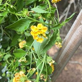 Photo of the plant species Lantana by @AdeptOakmoss63 named Willow on Greg, the plant care app